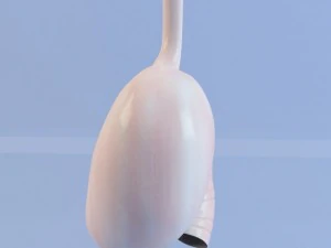 stomach max 2011 3D Model