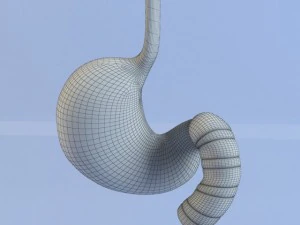 stomach max 2011 3D Model