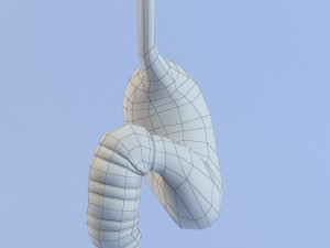 stomach max 2011 Modello 3D
