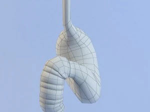 stomach max 2011 3D Model