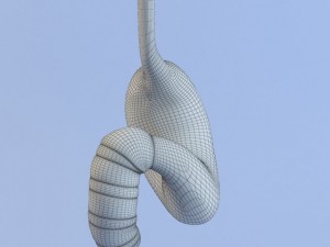 stomach max 2011 Modello 3D