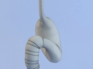 stomach max 2011 3D Model