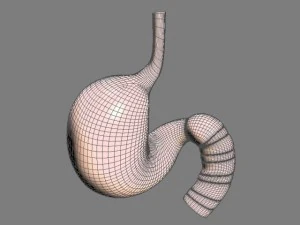 stomach max 2011 3D Model