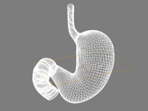 stomach max 2011 3D Model