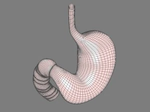 stomach max 2011 3D Model