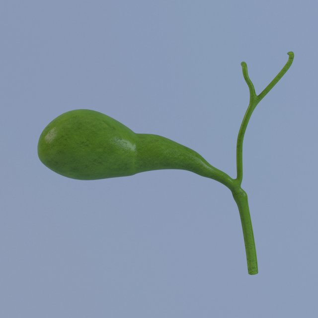 gallbladder max 2011 3D मॉडल .c4d .max .obj .3ds .fbx .stl .blend 