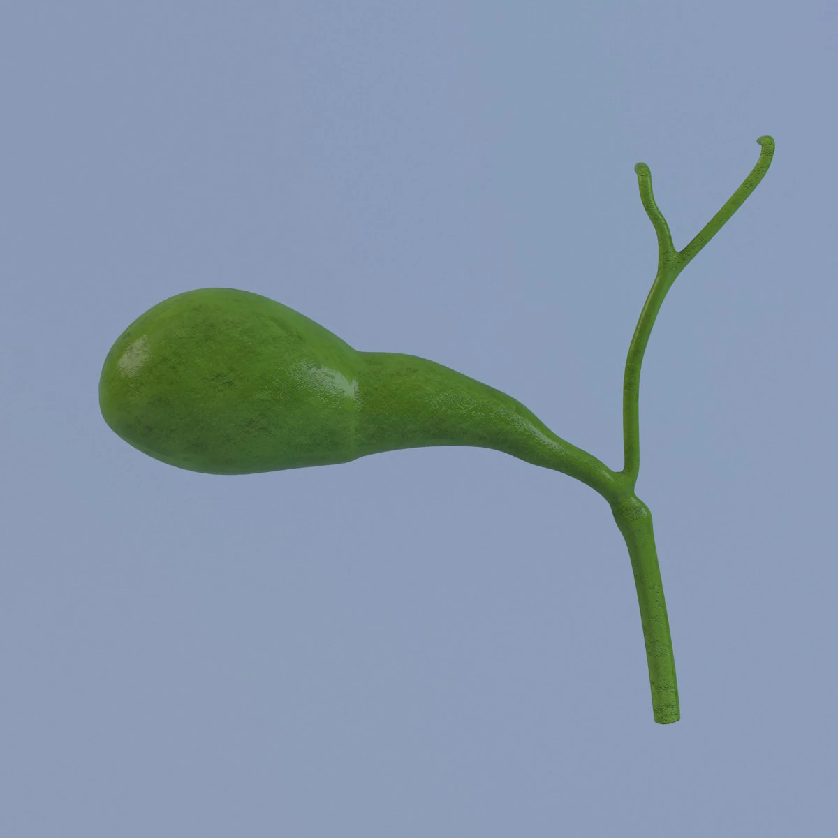 gallbladder max 2011 3D Model .c4d .max .obj .3ds .fbx .stl .blend
