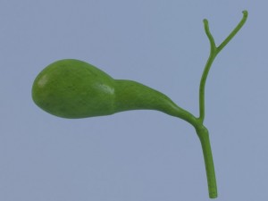 gallbladder max 2011 3D-Modell