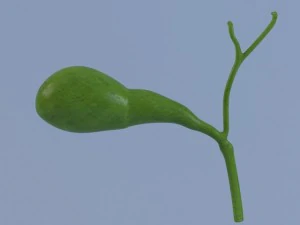 ves&iacute;cula biliar m&aacute;x. 2011 Modelo 3D