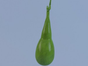 gallbladder max 2011 3D मॉडल