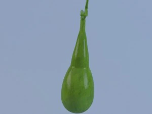 gallbladder max 2011 3D Model
