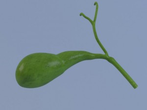 gallbladder max 2011 3D मॉडल