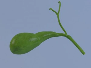 gallbladder max 2011 3D Model