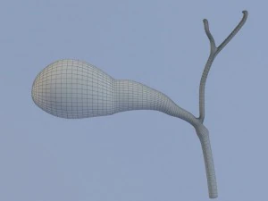 gallbladder max 2011 3D Model