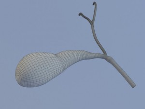 gallbladder max 2011 3D मॉडल