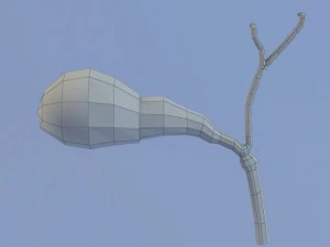 gallbladder max 2011 3D Model