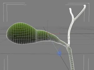 gallbladder max 2011 3D Model
