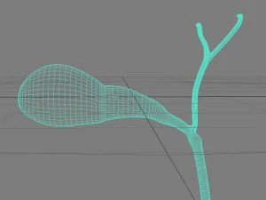 gallbladder max 2011 3D Model