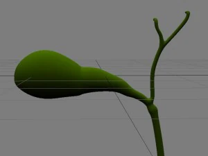 gallbladder max 2011 3D Model