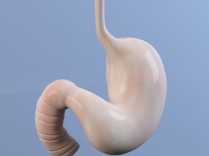 stomach max 2011 3D Model