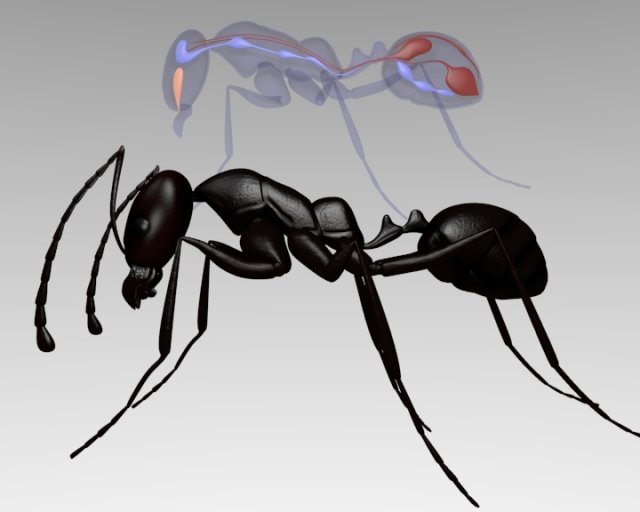 ant anatomy Modelo 3D .c4d .max .obj .3ds .fbx .stl .blend 