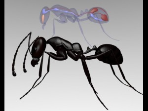 ant anatomy Model 3D