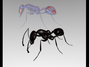 ant anatomy Modelo 3D
