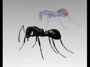 ant anatomy Modelo 3D