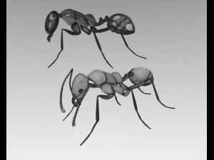 ant anatomy Modelo 3D