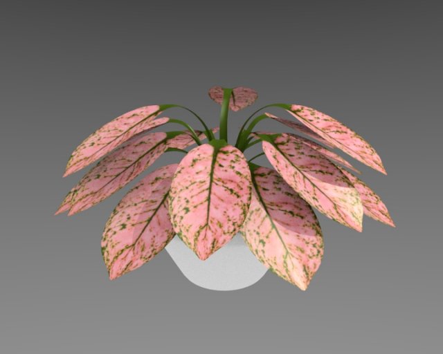 aglaonema plant 3D Modell .c4d .max .obj .3ds .fbx .stl .blend