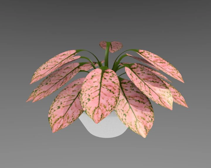 aglaonema plant 3D Model .c4d .max .obj .3ds .fbx .stl .blend 