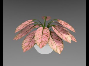 aglaonema plant Model 3D