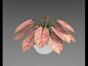 aglaonema plant 3D Model