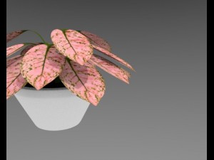 aglaonema plant 3D Modell