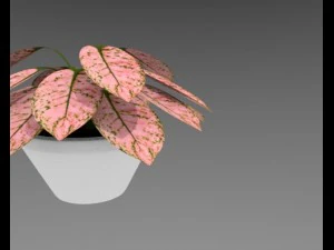 aglaonema plant 3D Model