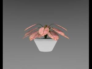 aglaonema plant 3D Model