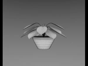 aglaonema plant 3D Model