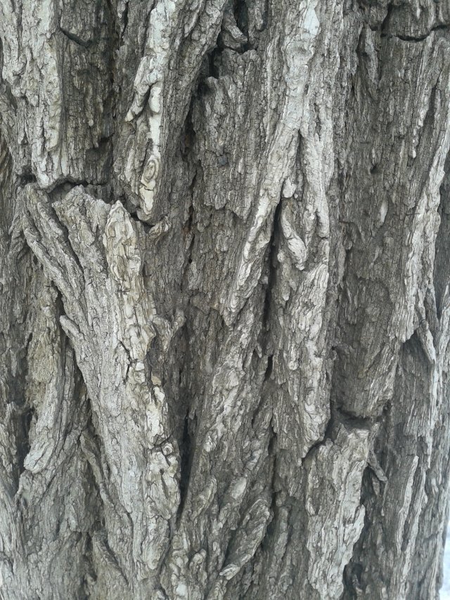 wood Texturas CG .c4d .max .obj .3ds .fbx .stl .blend 