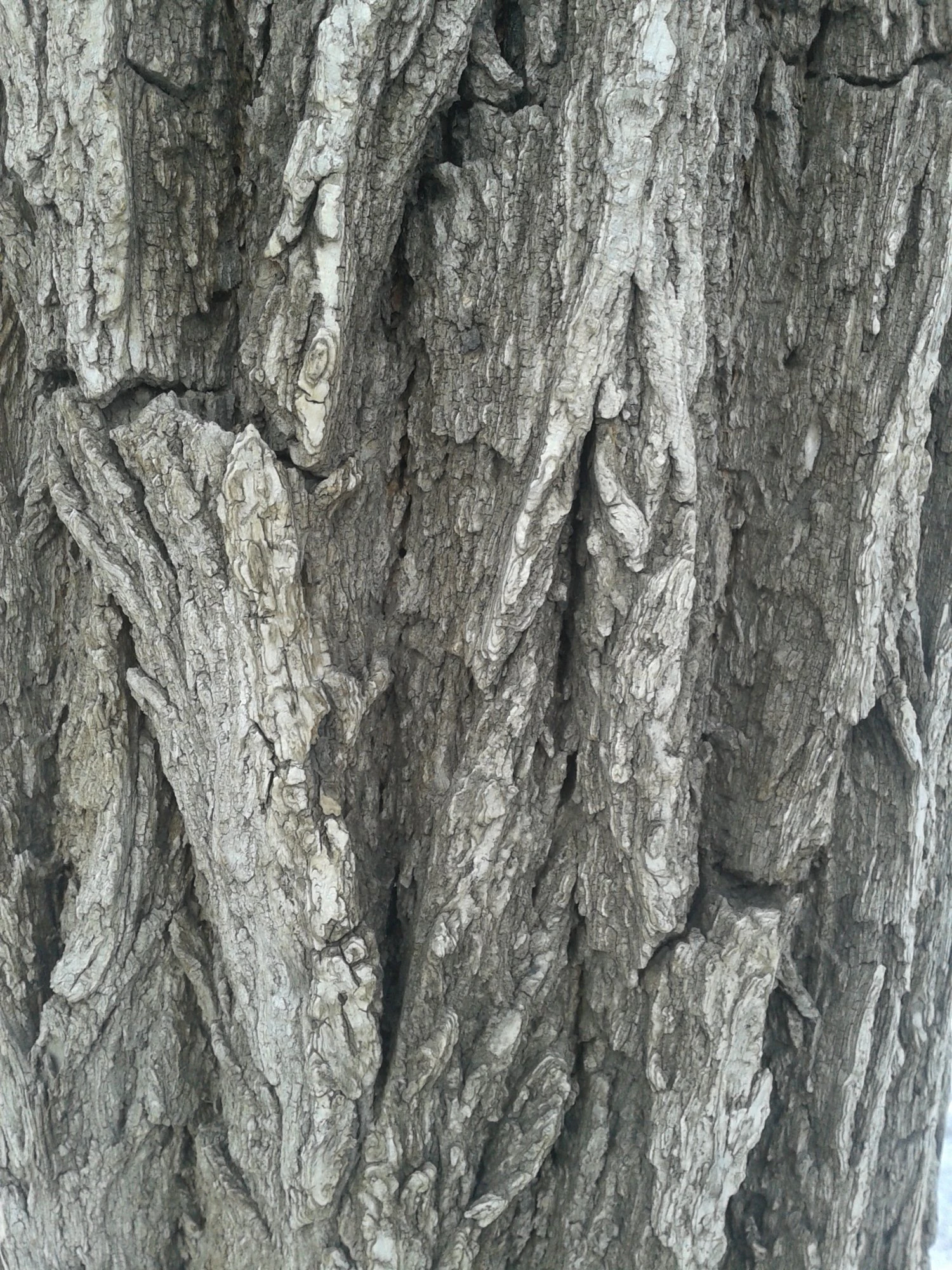 wood CG Textures .c4d .max .obj .3ds .fbx .stl .blend