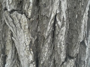 wood CG Tekstury
