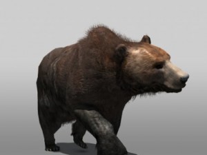 grizzly bear 3D-Modell