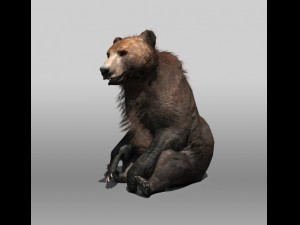 grizzly bear Modèle 3D