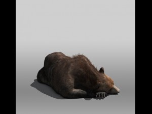 grizzly bear Modèle 3D