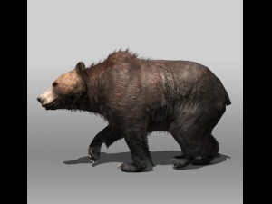 grizzly bear Modèle 3D