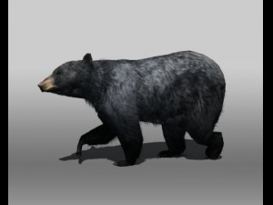 black bear 3Dモデル