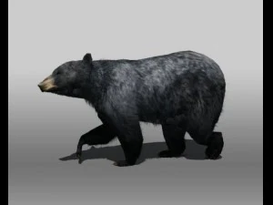 ツキノワグマ 3Dモデル