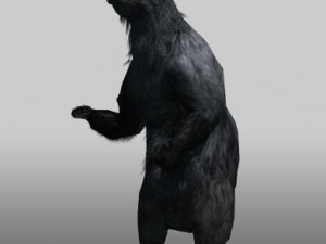 black bear Modelo 3D