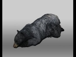 black bear Modelo 3D