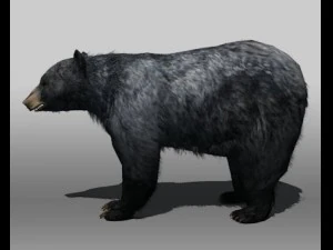 ours noir Modèle 3D
