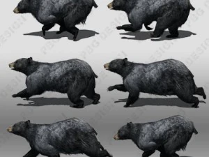 black bear animated 3D Model